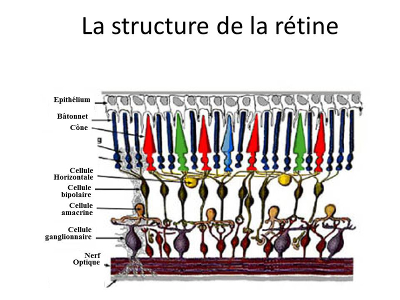 La structure de la rétine