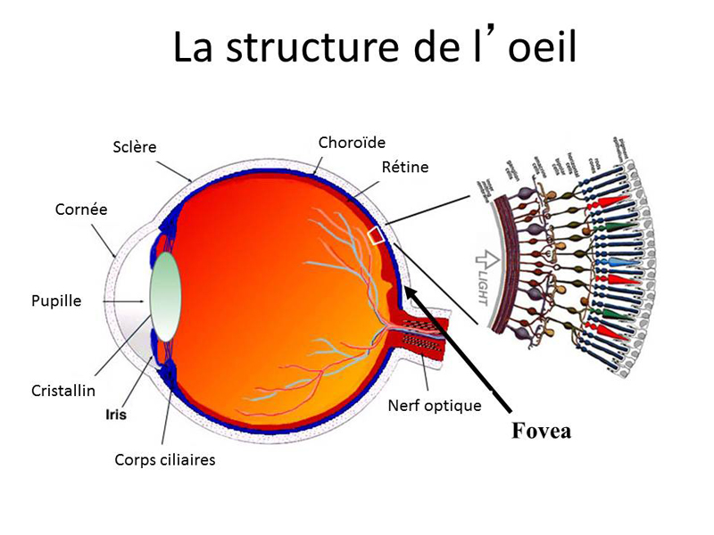 La structure de l'oeil