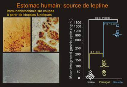 Estomac humain: source de leptine