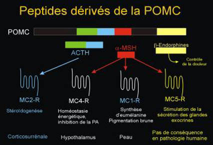 Maturation post-traductionnelle de la pro-hormone, proopiomélanocortine (POMC) et Rôle biologique des peptides dérivés