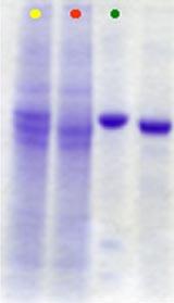Vérification de la pureté de la protéine obtenue sur électrophorèse en gel d'acrylamide