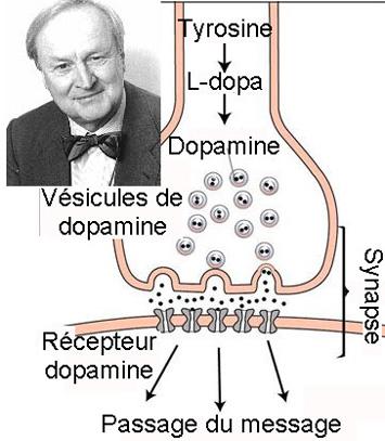 Fig 4 Schéma d'une synapse