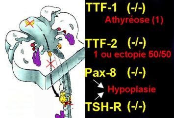 Migration de l'ébauche de la thyroïde à partir de la base de la langue jusqu'à sa position définitive dans le cou.