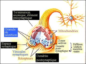 Schéma de la synapse
