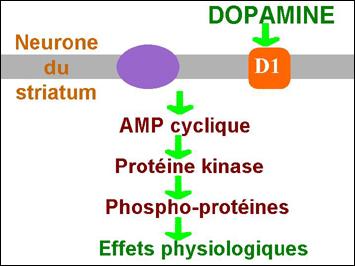 Le mode d'action de la dopamine et la DARPP-32