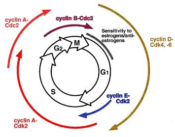  LE CYCLE CELLULAIRE
