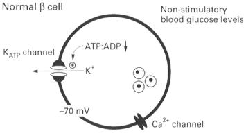  Schéma de la réponse insulino-sécrétoire de la cellule à insuline (cellule B insulaire pancréatique ou bêta) au glucose.