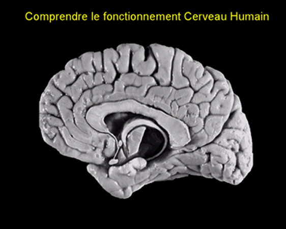 Coupe longitudinale du cerveau humain