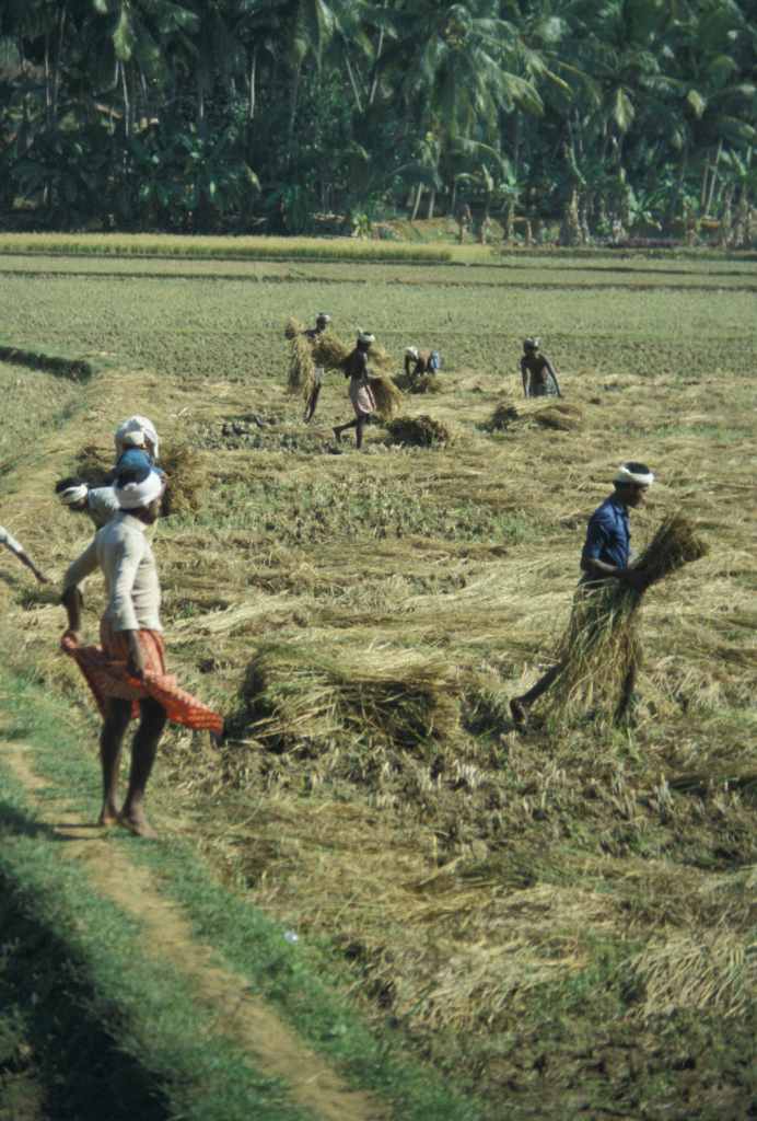 Récolte de riz – photo : S.Guillerme