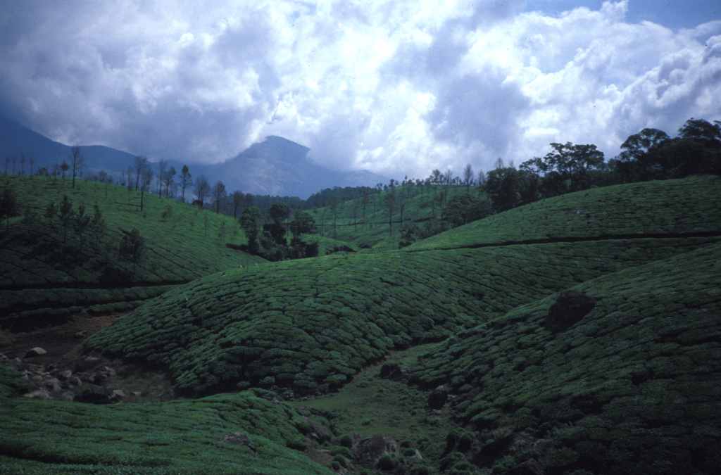 Paysage de moyenne montagne : plantation de thé– photo : S.Guillerme