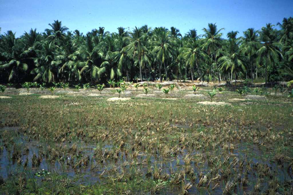 Plantation de riz dans les bas-fonds inondables – photo : S.Guillerme