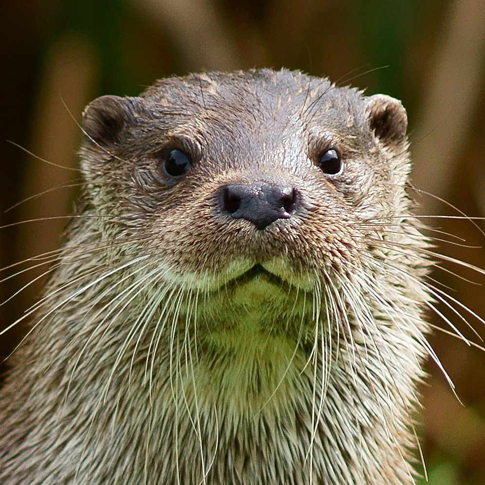 Loutre - Vikidia, l'encyclopédie des 8-13 ans