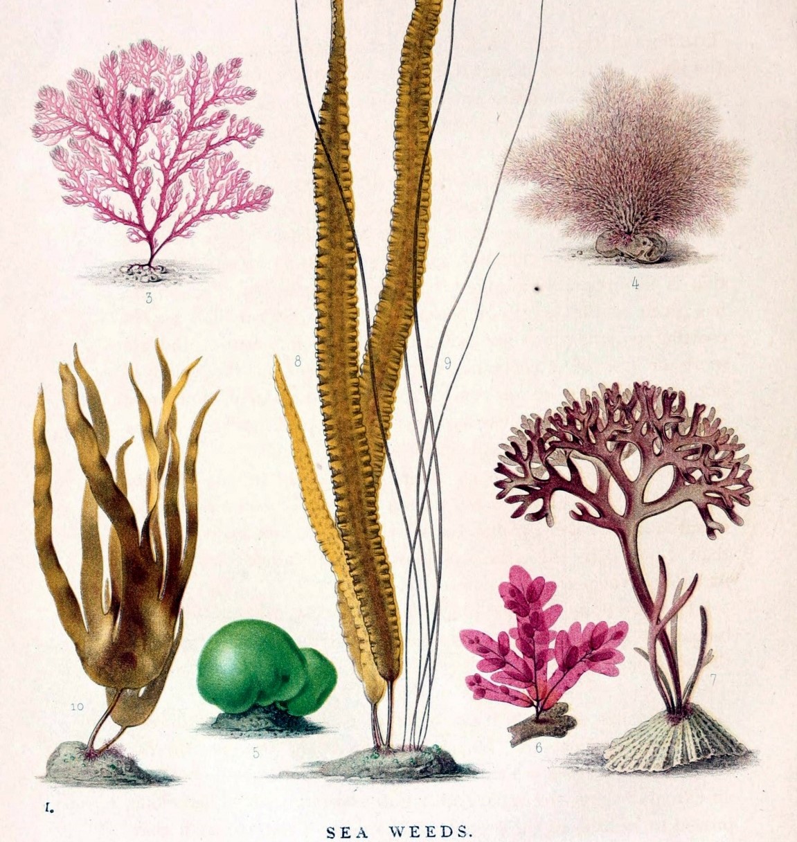 Algues