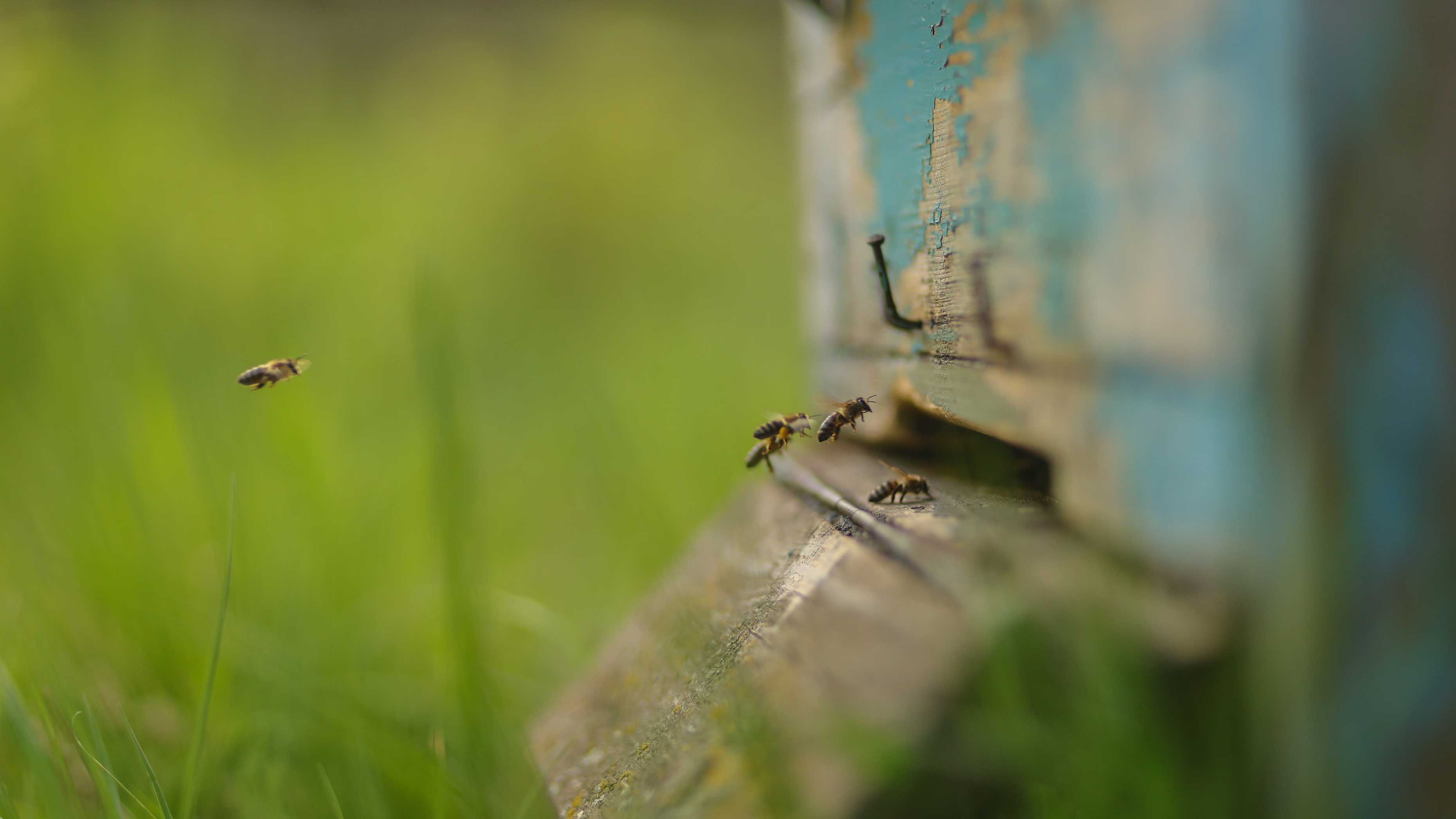 Comment sauver les animaux ?