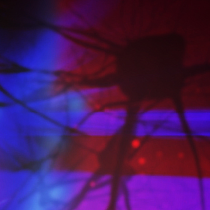 Vignette Que recherchons-nous