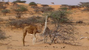 Couple de chameaux dans le désert