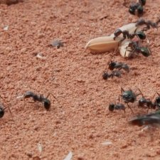 Peut-on produire les céréales sans utilisation des produits chimiques? Ce film décrit la recherche en microbiologie et en agronomie avec pour objectif d’améliorer la résistance du riz aux maladies et d’augmenter son rendement au Burkina Faso.