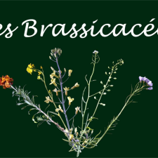 Brassicacées