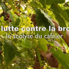 lutte contre la broca