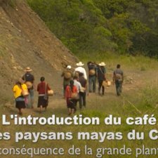 introduction du café chez les paysans mayas du Chiapas, une conséquence de la grande plantation