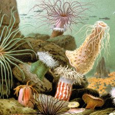 vignette formes de vie sous-marines