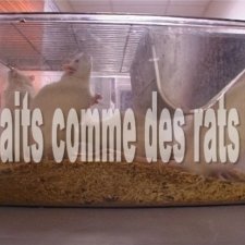 Deux rats blancs sont dans une cage transparente