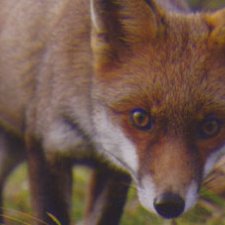 Renard roux face caméra dans la nature