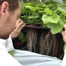 Un chercheur étudie une plante.