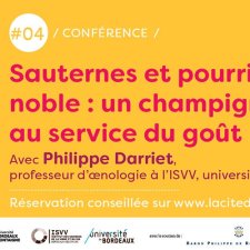 Les Vendanges du Savoir - Sauternes et pourriture noble : un champignon au service du goût