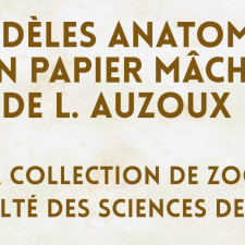 Les modèles anatomiques en papier mâché de L. Auzoux dans la collection de zoologie de la Faculté des Sciences de Marseille