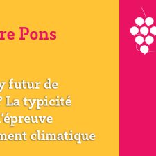 Napa valley futur de Bordeaux ? La typicité  des vins à l’épreuve du changement climatique