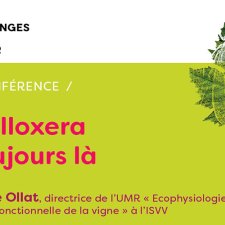 Les Vendanges du Savoir - Le phylloxéra est toujours là