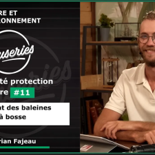 Le chant des baleines à bosse
