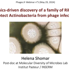 Genomics-driven discovery of a family of RiPPs that protect Actinobacteria from phage infection