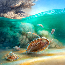 Trilobites - Un pompei marin découvert au maroc