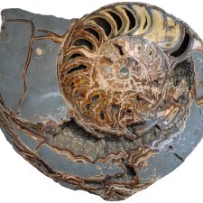 journée d'études ammonite azurite rhyolite
