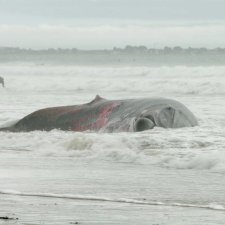 vignette Le feu de la baleine (extrait film)