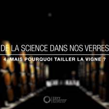 Mais pourquoi tailler la vigne ? - De la science dans nos verres
