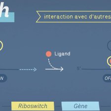 riboswitch