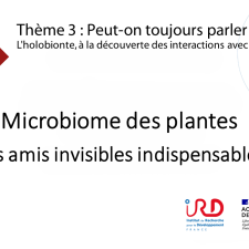Microbiome des plantes : des amis invisibles indispensables
