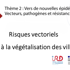 Risques vectoriels liés à la végétalisation des villes.