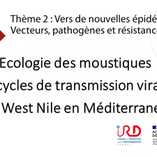 La recherche interdisciplinaire de l’écologie des moustiques et les cycles de transmission virale du West Nile en Méditerranée.