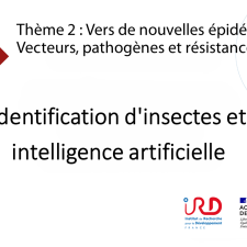 Vecteurs : identification d'espèces, apport de l'intelligence artificielle