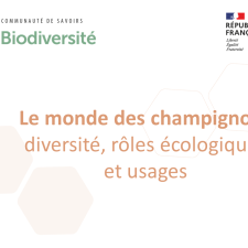 Le monde des champignons