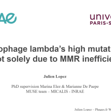 Bacteriophage lambda’s high mutation rate is not solely due to MMR inefficiency