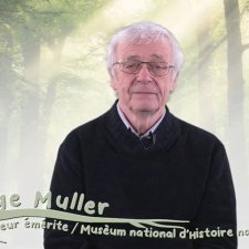 Muller - arbres dans la ville