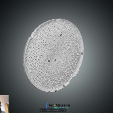 Micropaléontologie morphologie diatomée