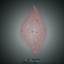 Micropaléontologie morphologie foraminifère benthique