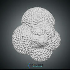 morphologie foraminifère planctonique