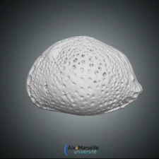morphologie ostracode